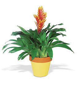 Dutluk iek maazas  Exotic Bromeliad ithal saksi