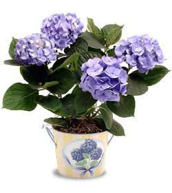 Trkz , ieki , iekilik  Hydrangea Plant ortanca