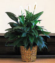 Ege mahallesi ucuz iek gnder  Large Spathiphyllum