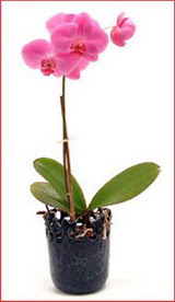 Glveren ieki maazas  Phalaenopsis Orchid Plant