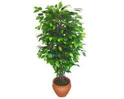 Ficus Benjamin 1,50 cm  Trkz , ieki , iekilik 