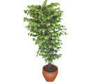 Ficus zel Starlight 1,75 cm  Abidinpaa iek gnderme sitemiz gvenlidir 