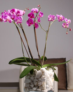 irintepe yurtii iek siparii  2 dal orkide cam yada mika vazo ierisinde