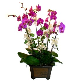 Abidinpaa iek gnderme sitemiz gvenlidir  4 adet orkide iegi