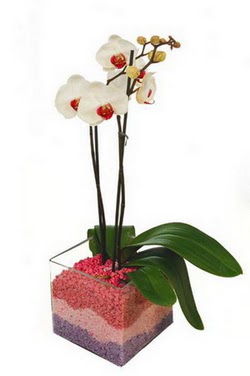 Dutluk iek maazas  tek dal cam yada mika vazo ierisinde orkide