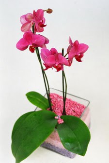 Misket iek siparii  tek dal cam yada mika vazo ierisinde orkide