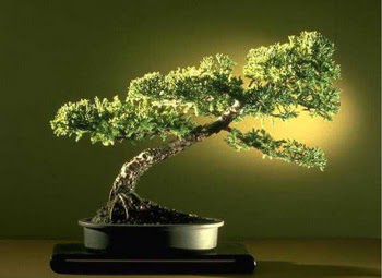 ithal bonsai saksi iegi Misket iek siparii 