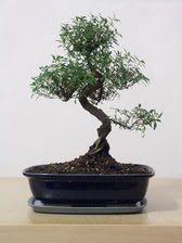 ithal bonsai saksi iegi Yeilbayr gvenli kaliteli hzl iek 