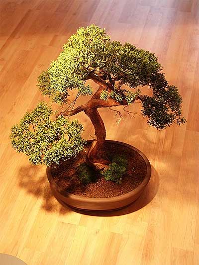 ithal bonsai saksi iegi Glveren ieki maazas 