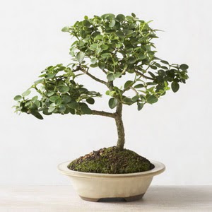 ithal bonsai saksi iegi Ege mahallesi ucuz iek gnder 