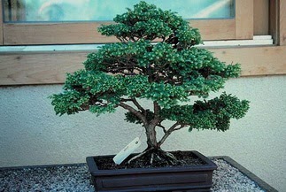 ithal bonsai saksi iegi Saimekadn iek siparii 