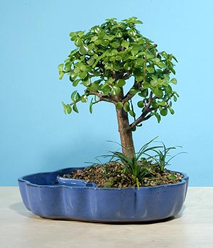 ithal bonsai saksi iegi Abidinpaa iek yolla , iek gnder 