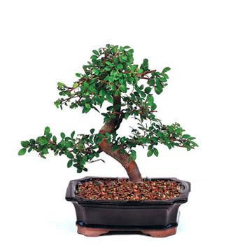 ithal bonsai saksi iegi Yeilbayr gvenli kaliteli hzl iek 