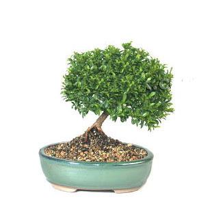 ithal bonsai saksi iegi Demirlibahe iek yolla 