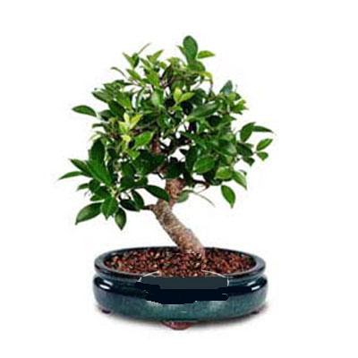 ithal bonsai saksi iegi irintepe yurtii iek siparii 