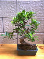 ithal bonsai saksi iegi Zerdalitepe cicek , cicekci 