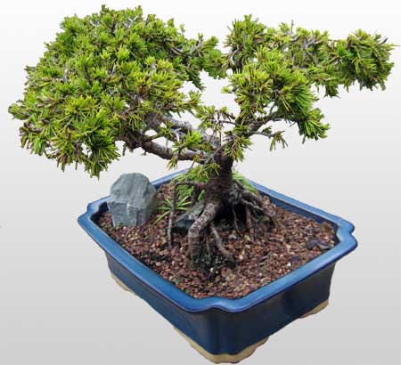 ithal bonsai saksi iegi Misket iek siparii 