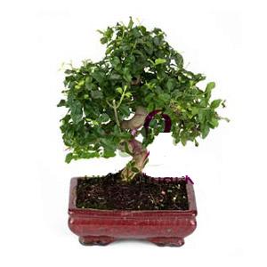 ithal bonsai saksi iegi Trkz , ieki , iekilik 