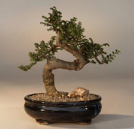 ithal bonsai saksi iegi Saimekadn iek siparii 