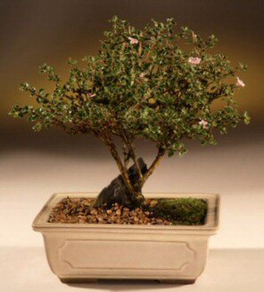 ithal bonsai saksi iegi Glveren ieki maazas 