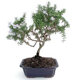 ithal bonsai saksi iegi Cebeci sevgilime hediye iek 