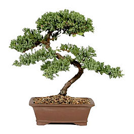 ithal bonsai saksi iegi Akdere nternetten iek siparii 