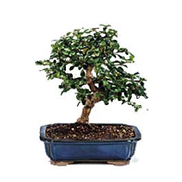 Dutluk iek maazas  ithal bonsai saksi iegi Saimekadn iek siparii 