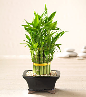 Lucky Bamboo saksi iegi kaliteli taze ve ucuz iekler 