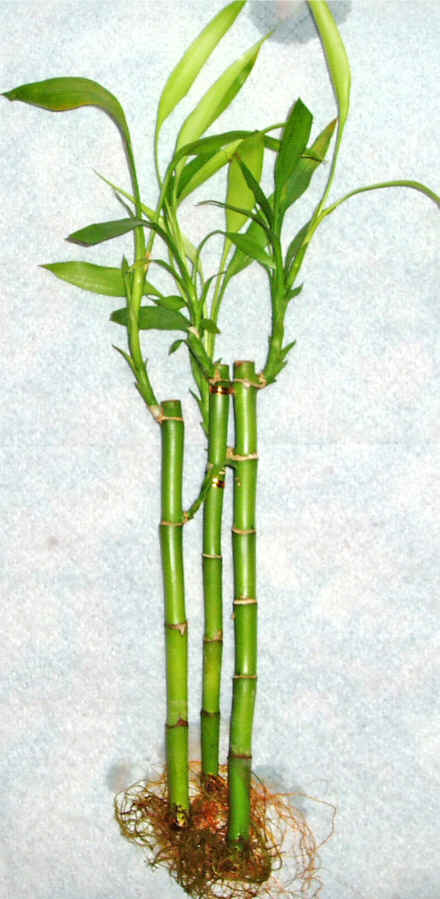 Lucky Bamboo 3 adet vazo hediye edilir  Abidinpaa iek gnderme sitemiz gvenlidir 