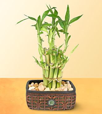 Lucky Bamboo  saksi iegi Kardelen mahallesi iek gnderme 