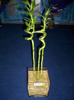 Lucky Bamboo 3 adet saksi iegi Demirlibahe iek yolla 