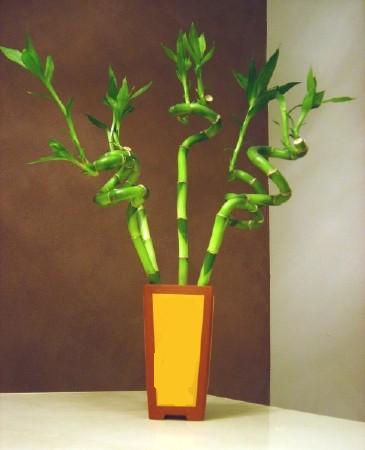 Lucky Bamboo 5 adet vazo ierisinde kaliteli taze ve ucuz iekler 