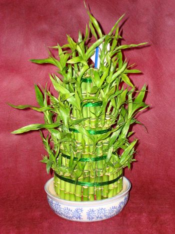 Lucky Bamboo sans melegi iegi irintepe yurtii iek siparii 