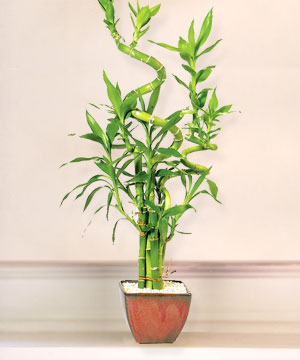 Lucky Bamboo sans melegi iegi Kardelen mahallesi iek gnderme 