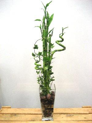 Lucky Bamboo sans melegi iegi Abidinpaa iek gnderme sitemiz gvenlidir 