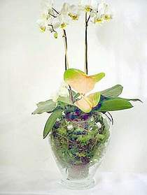 Siteler 14 ubat sevgililer gn iek  Cam yada mika vazoda zel orkideler