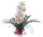 irintepe yurtii iek siparii  Dal orkide ithal iyi kalite