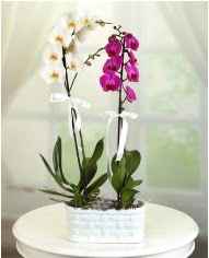 1 dal beyaz 1 dal mor yerli orkide saksda Kkkaya online iek gnderme