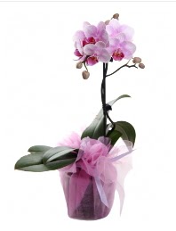 1 dal pembe orkide saks iei Boazii hediye iek yolla 