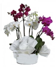 4 dal mor orkide 2 dal beyaz orkide Trkz , ieki , iekilik 