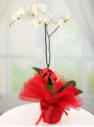 1 dal beyaz orkide saks iei Hseyingazi iek sat 