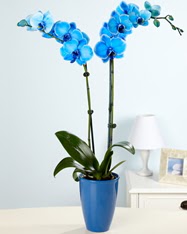 Esiz bir hediye 2 dall mavi orkide Demirlibahe iek yolla 