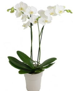 2 dall beyaz orkide Dutluk iek maazas 