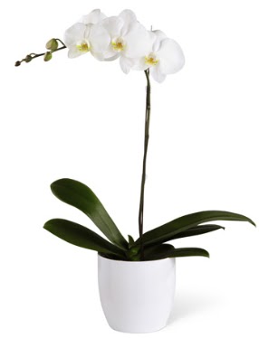 1 dall beyaz orkide Saimekadn iek siparii 