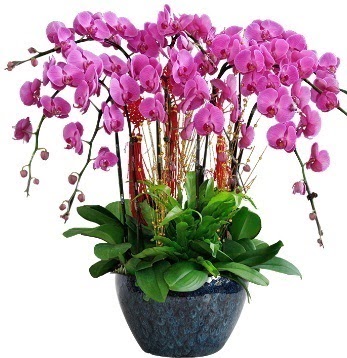 9 dall mor orkide Saimekadn iek siparii 