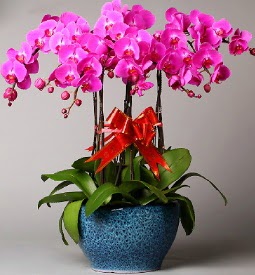 7 dall mor orkide Ege mahallesi ucuz iek gnder 