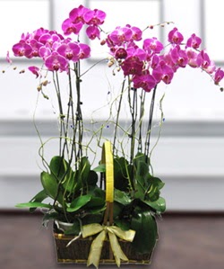 4 dall mor orkide Kaya iek siparii sitesi 