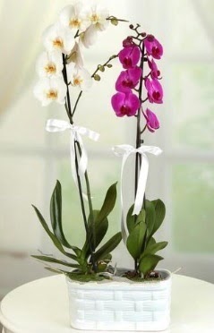 1 mor 1 dal beyaz thal orkide sepet ierisinde Glveren ieki maazas 