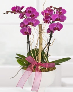 2 dall nmor orkide Trkz , ieki , iekilik 