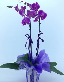 2 dall mor orkide Boazii hediye iek yolla 